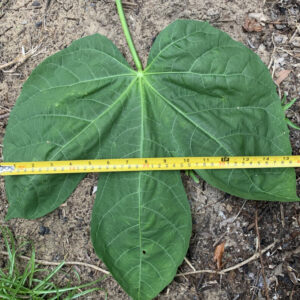 Chaya "Jumbo Leaf" - Some Stinging Hairs