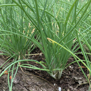 Florida Finley Onion