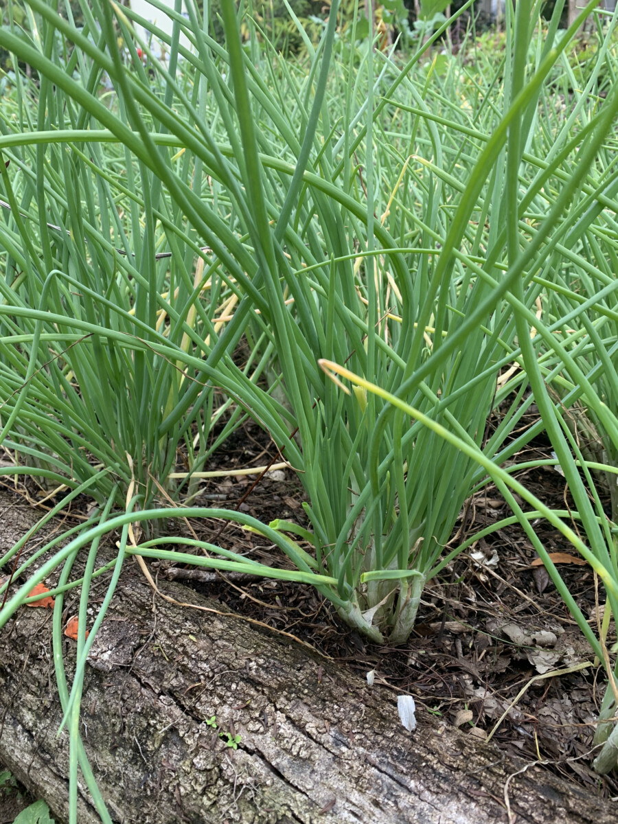 Florida Finley Onion - Cody Cove Farm & Nursery