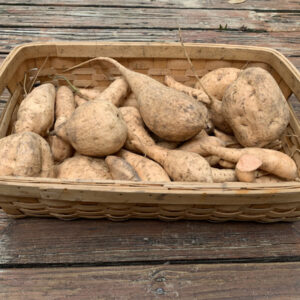 Tainung #64 Sweet Potato Cuttings