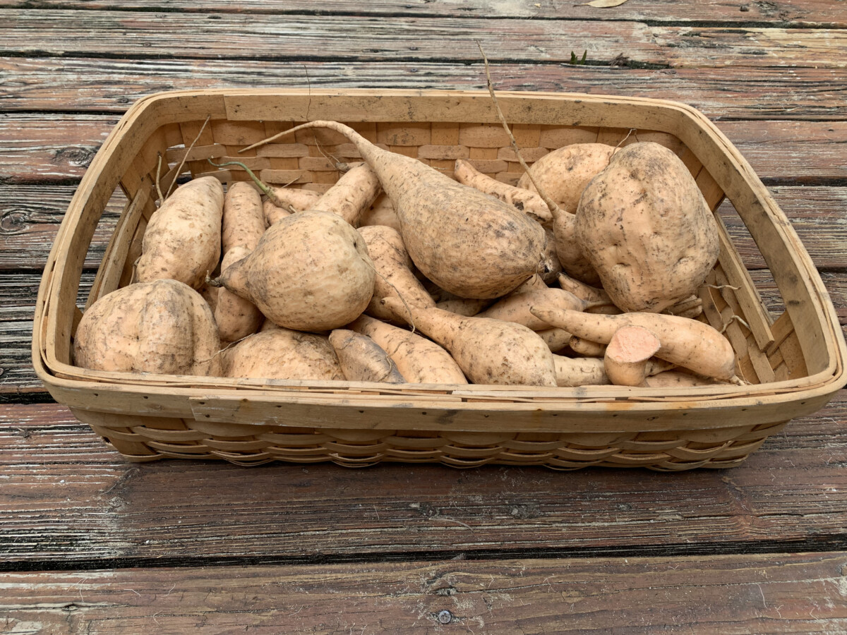 Tainung #64 Sweet Potato Cuttings