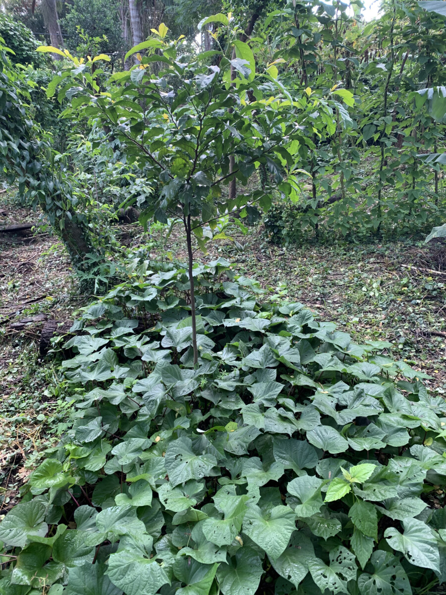Tainung #64 Sweet Potato Cuttings - Image 2