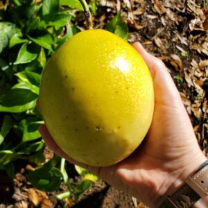 Giant Brazilian Yellow Passionfruit Seeds