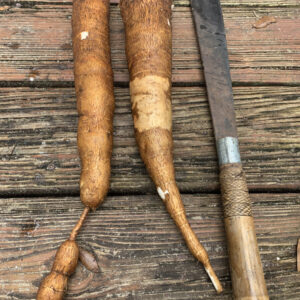 Cassava - Branca