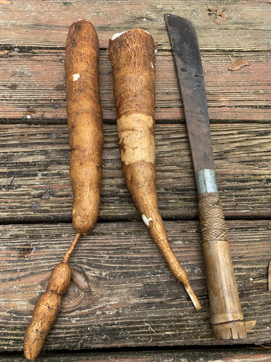 Cassava - Branca