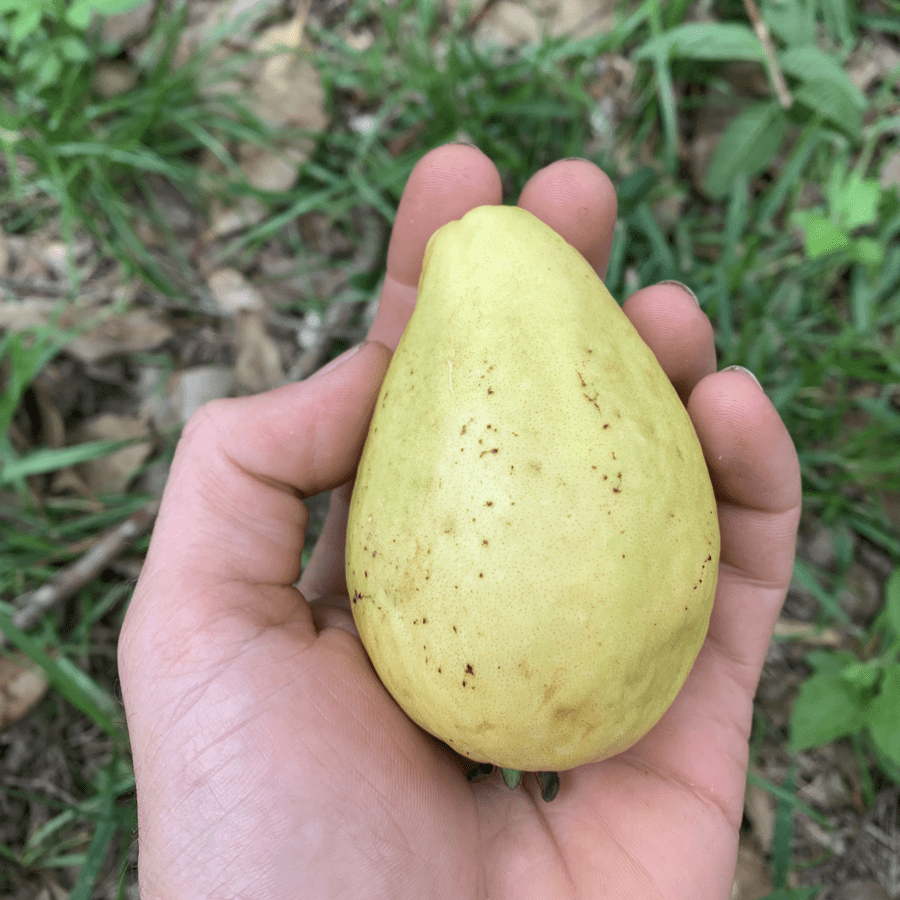 Cody Cove Pear Guava - Image 2