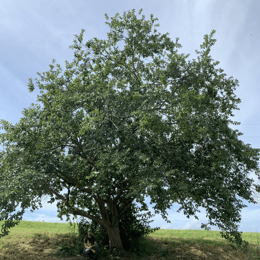 Cody Cove Pear Guava - Image 3