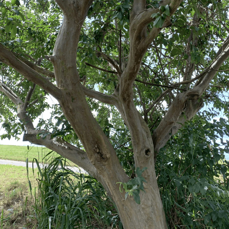 Cody Cove Pear Guava - Image 4