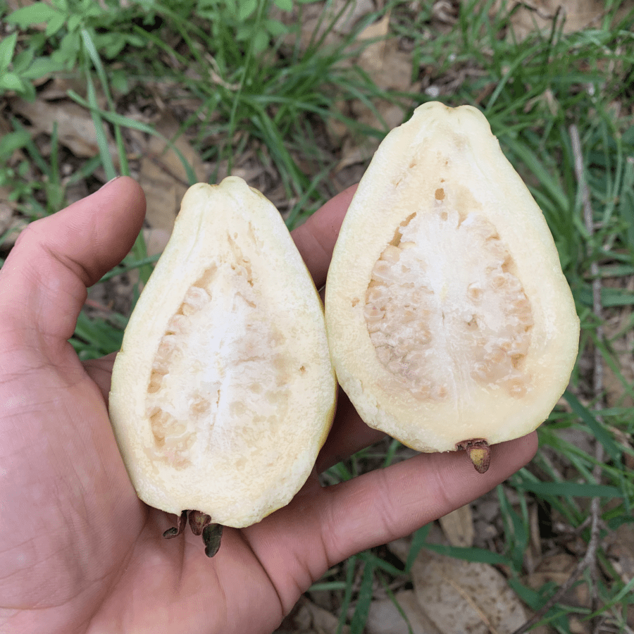 Cody Cove Pear Guava - Cody Cove Farm & Nursery