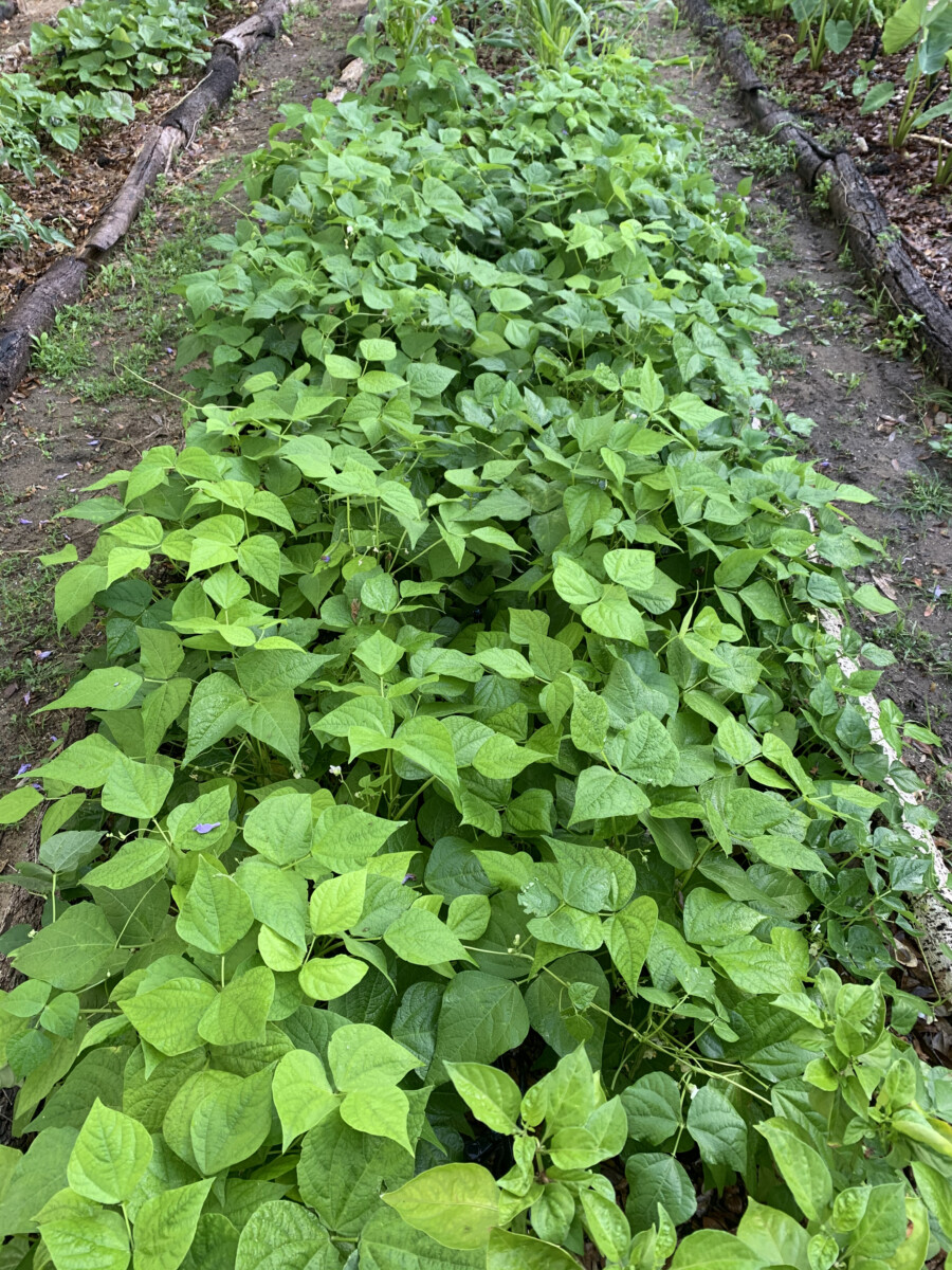 Cody Cove Landrace Bush Bean - Image 2