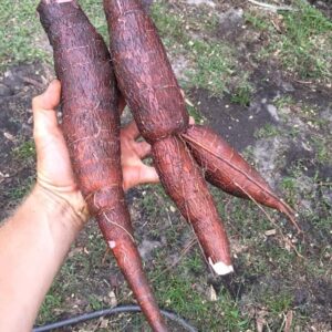Cassava - CMC 40