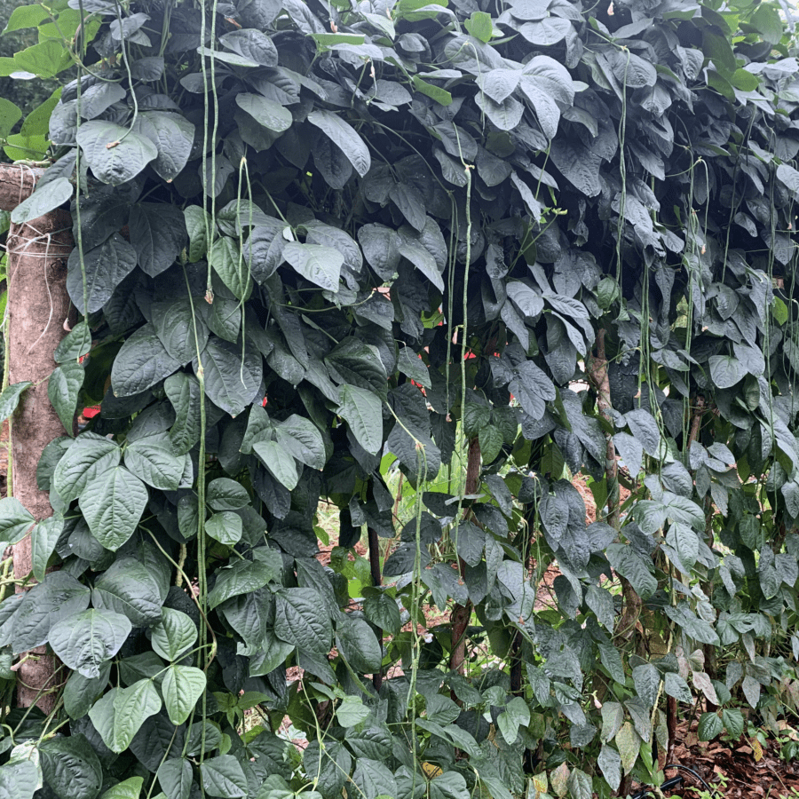 Guyana Long Bean - Image 2