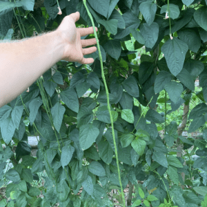 Guyana Long Bean