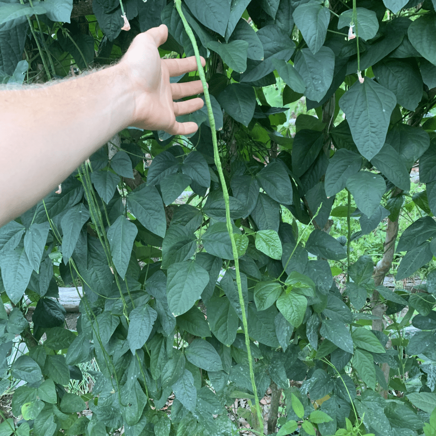 Guyana Long Bean