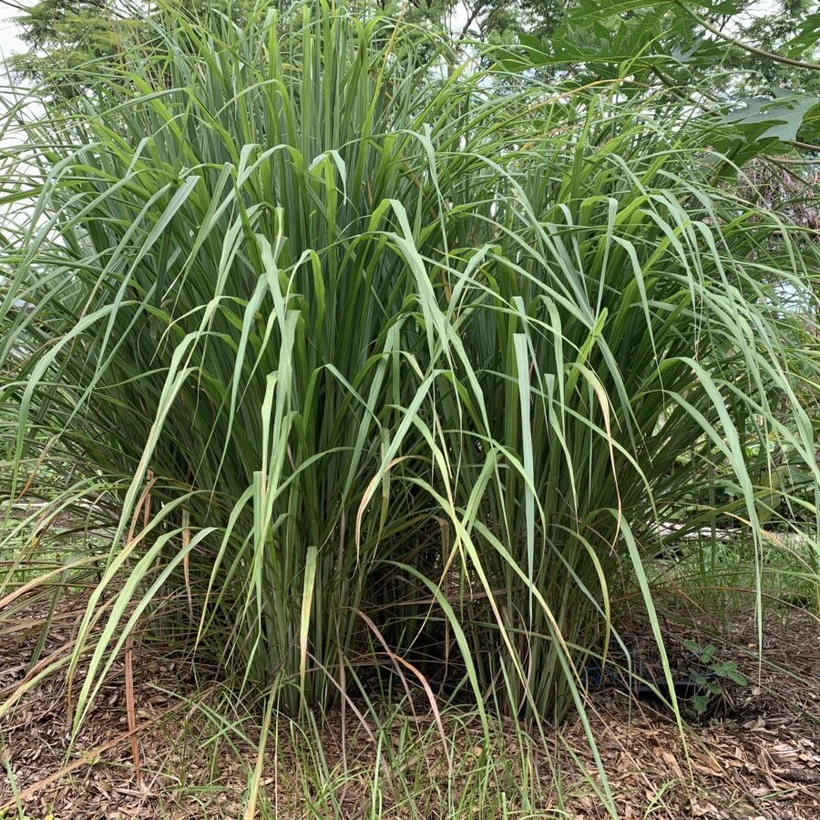 Stem Lemongrass - Live Plant - Image 2