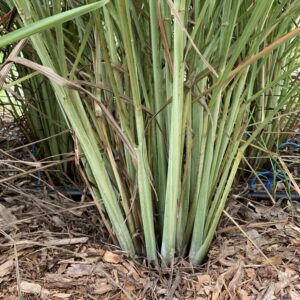 Stem Lemongrass - Divisions
