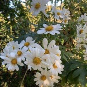 Tree Daisy - Montanoa grandifolia