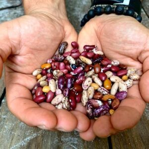 Cody Cove Landrace Bush Bean