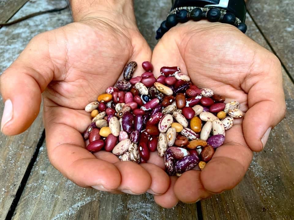 Cody Cove Landrace Bush Bean