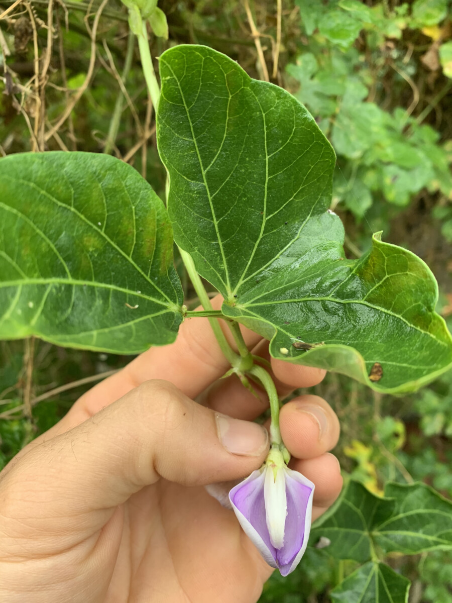 Puerto Rican Black Cowpea - Image 3