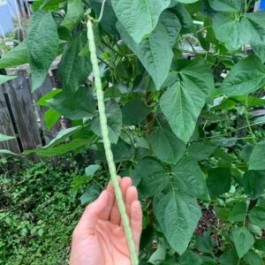 Puerto Rican Brown Cowpea