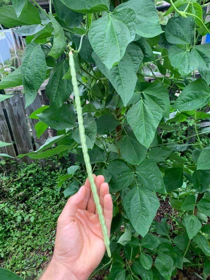 Puerto Rican Brown Cowpea
