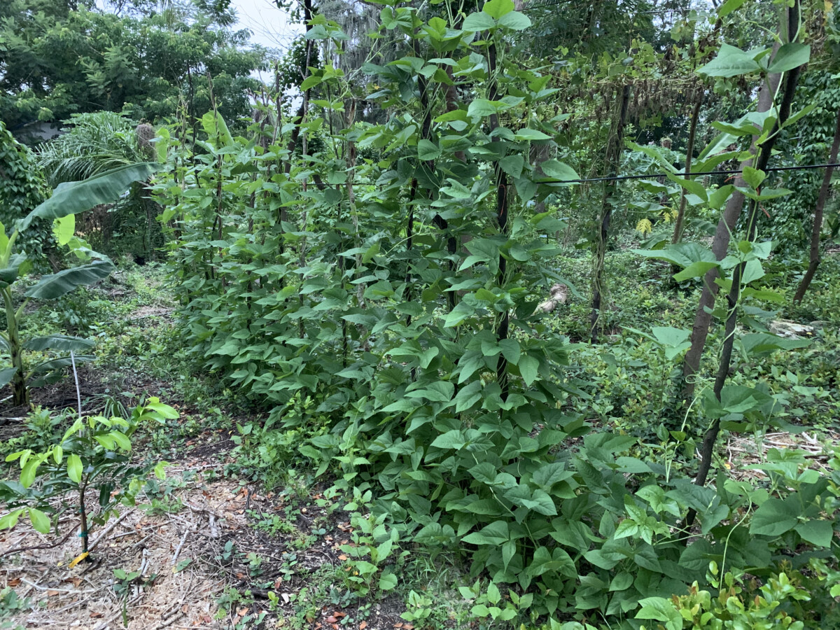 Puerto Rican Black Cowpea - Image 2