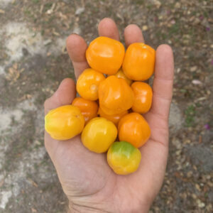 Aji Jobito Pepper