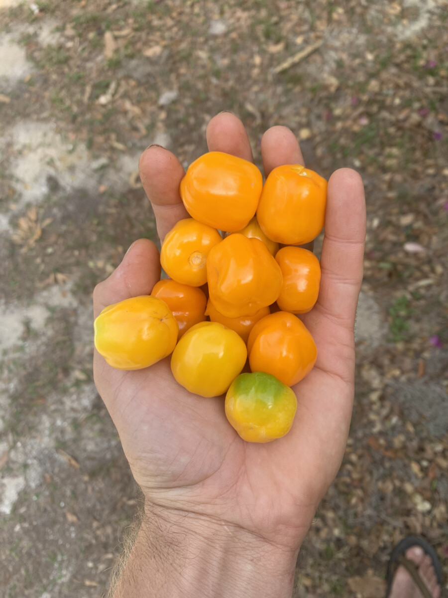 Aji Jobito Pepper