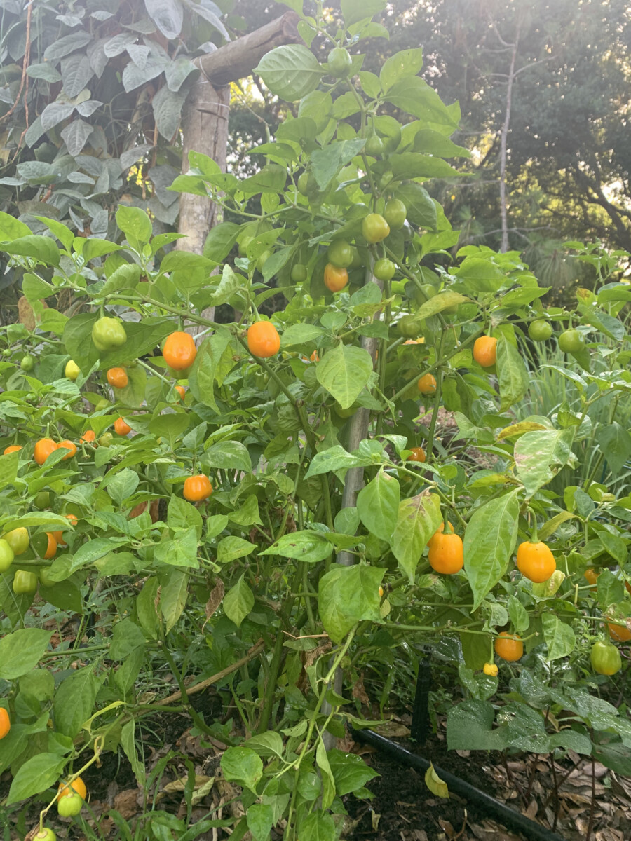 Aji Jobito Pepper - Image 2