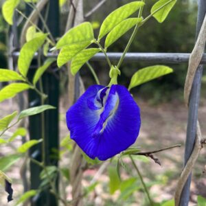 Butterfly Pea (Clitoria ternatea)
