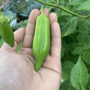 CAP 455 Pepper