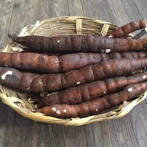 Cassava - Togo - Cuttings