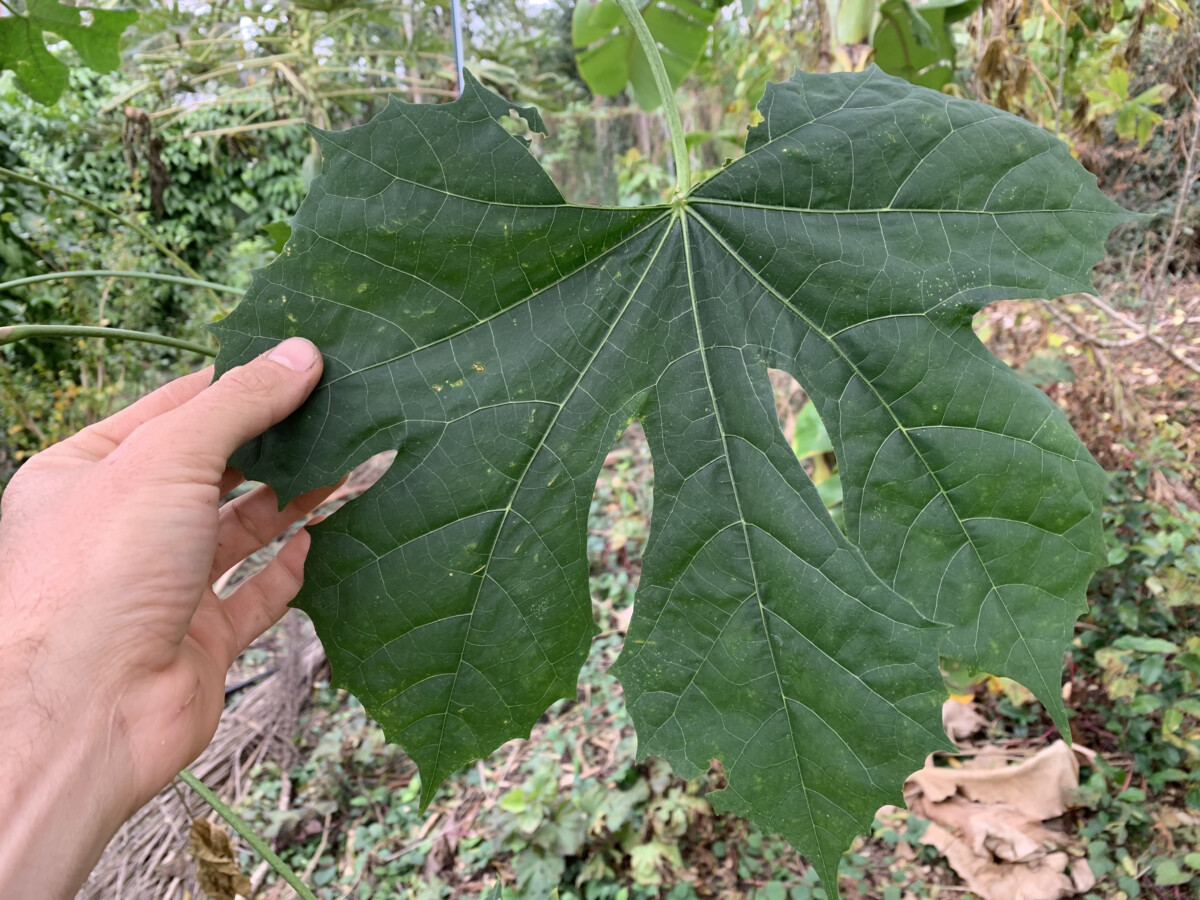 Marabou Chaya (Stingless)