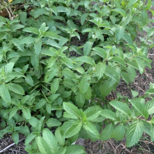 Mint #1 (Mentha spp.) - Live Plant