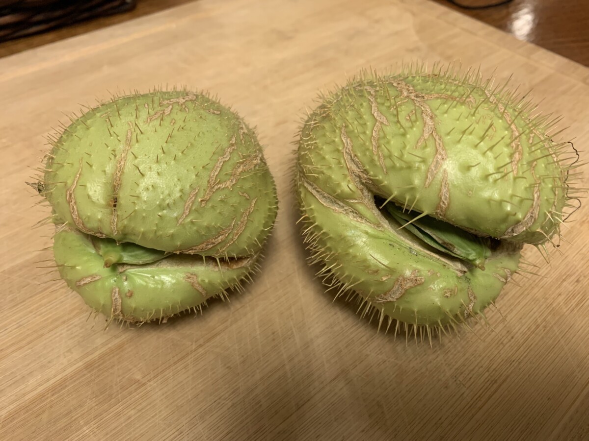 Guiskil de Papa - Guatemalan Potato Chayote - extremely rare!