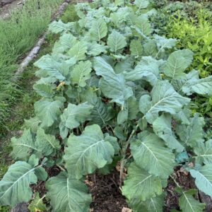 Chomolia - Perennial African Kale - Brassica oleracea