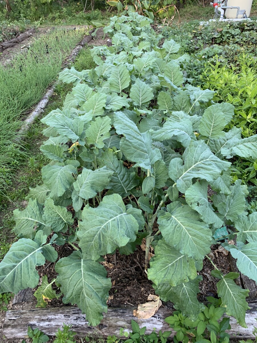 Chomolia - Perennial African Kale - Brassica oleracea
