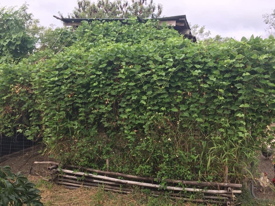 Perennial Tropical Lima Bean - Image 3