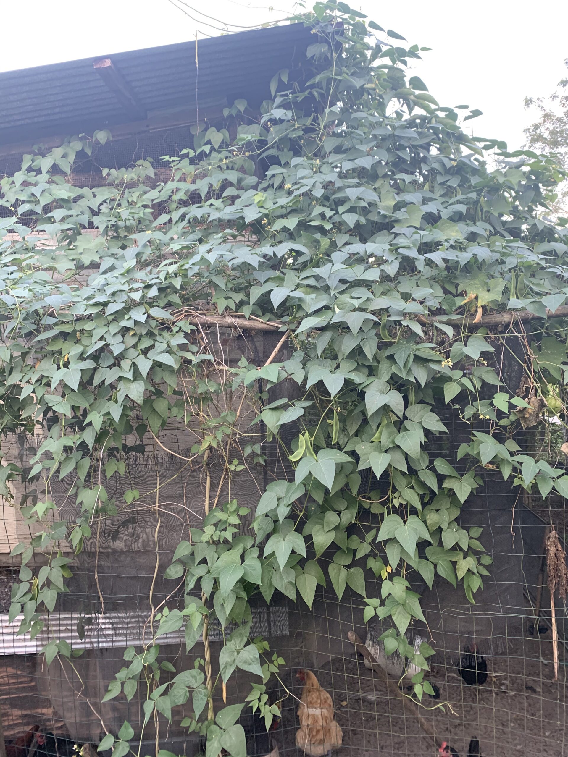 Perennial Tropical Lima Bean - Image 5