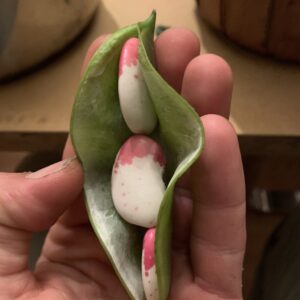 Perennial Tropical Lima Bean