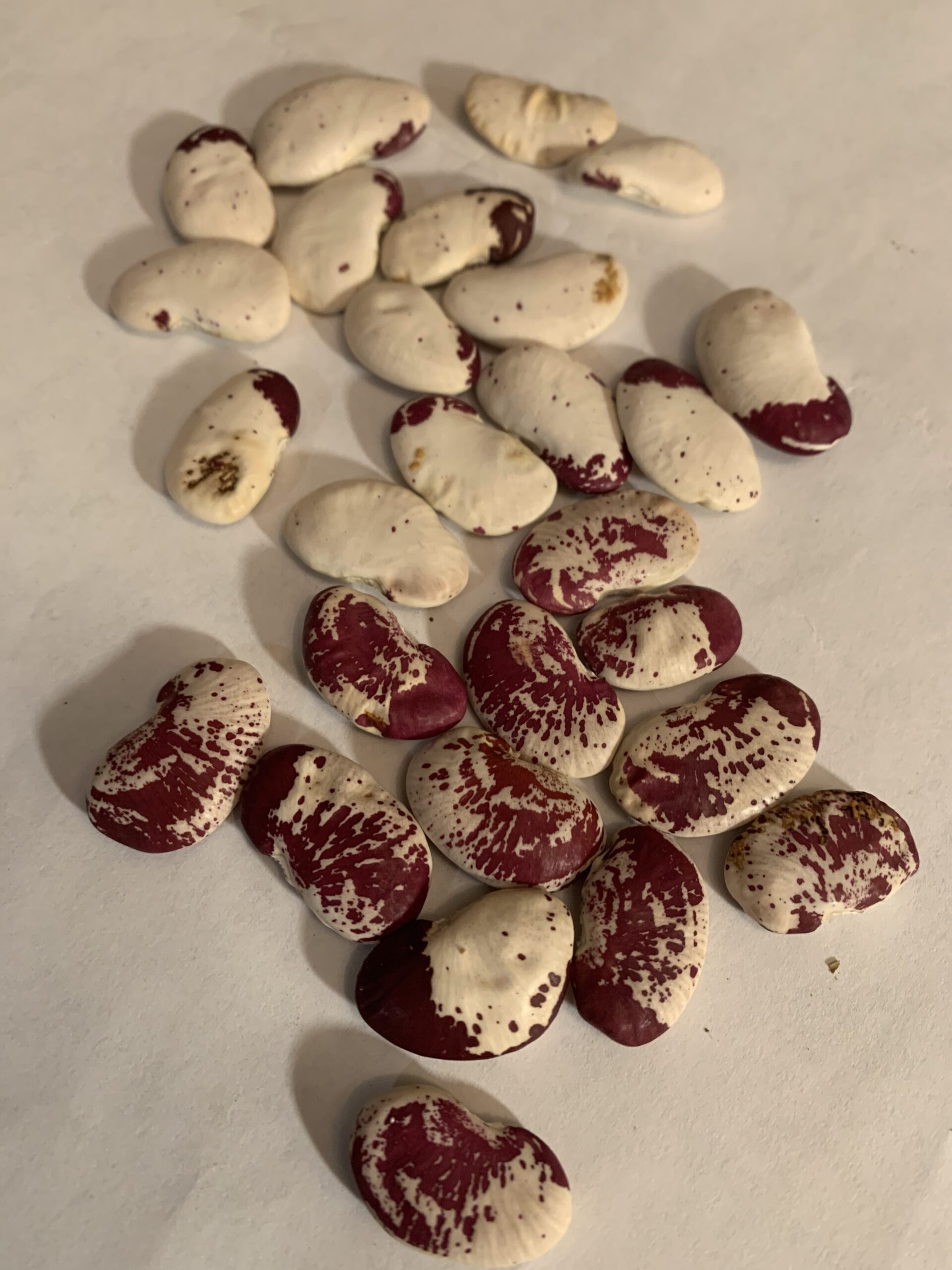 Perennial Tropical Lima Bean - Image 2