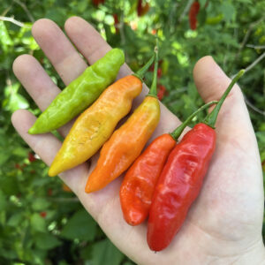 Cheirosa Pepper