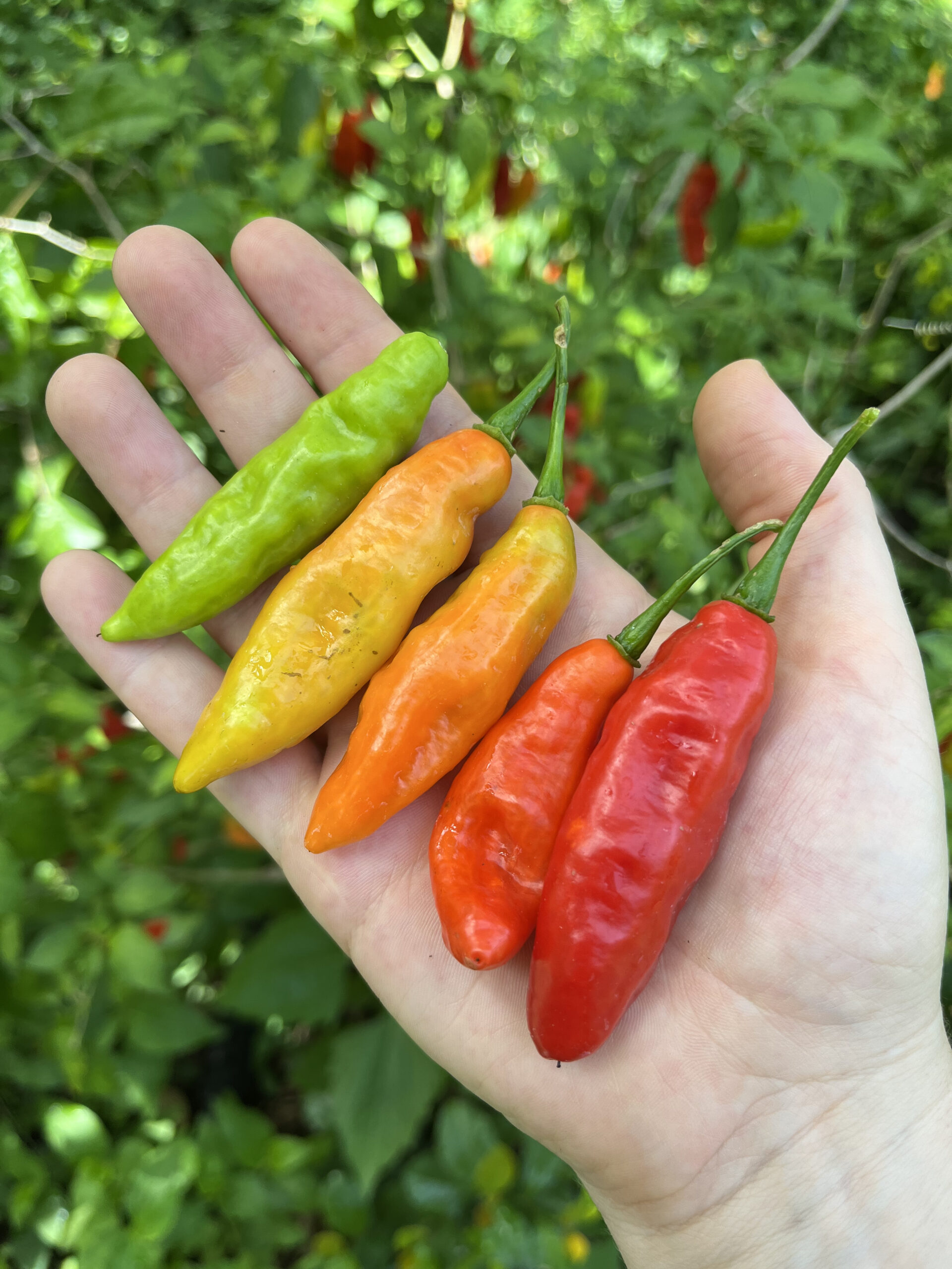 Cheirosa Pepper