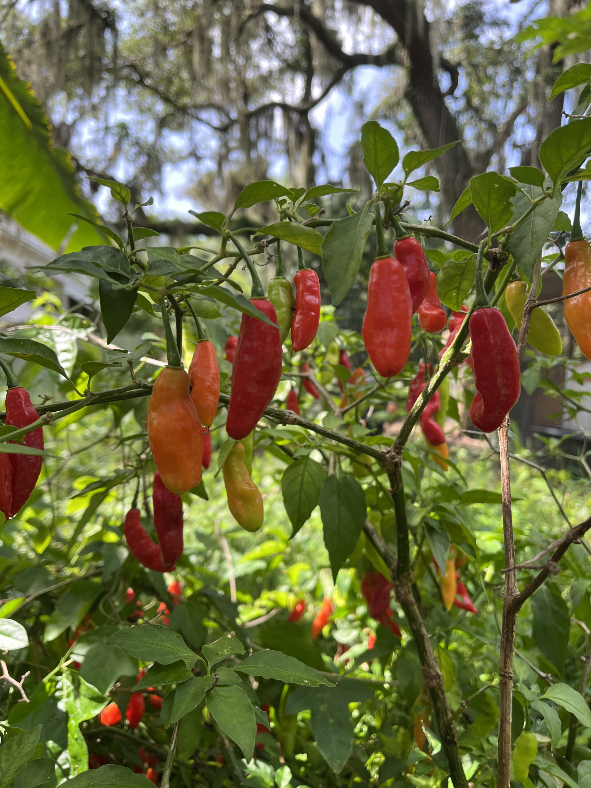 Cheirosa Pepper - Image 2