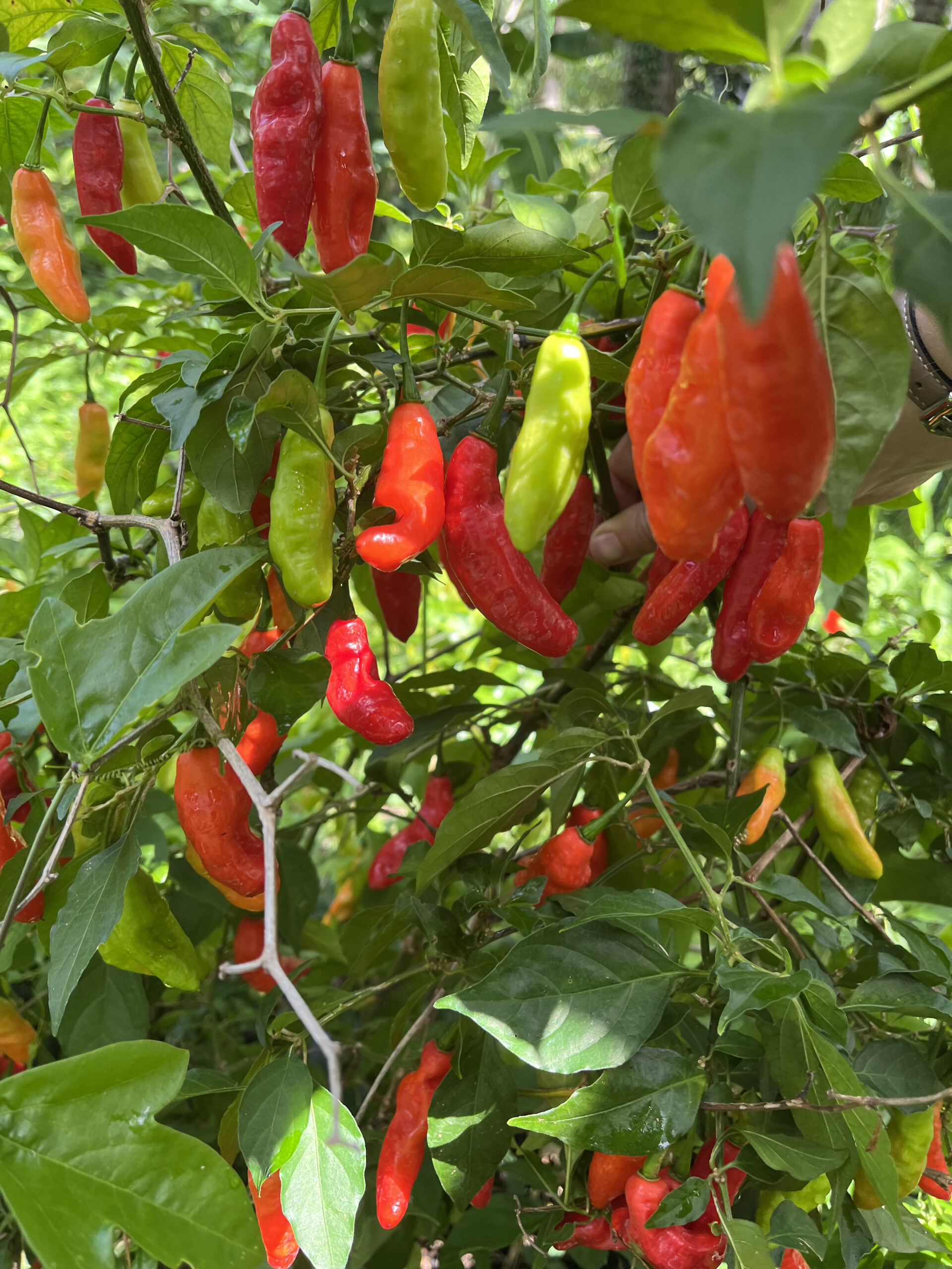 Cheirosa Pepper - Image 3