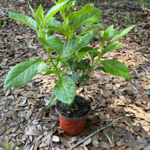 Longevity Spinach - Live Plant