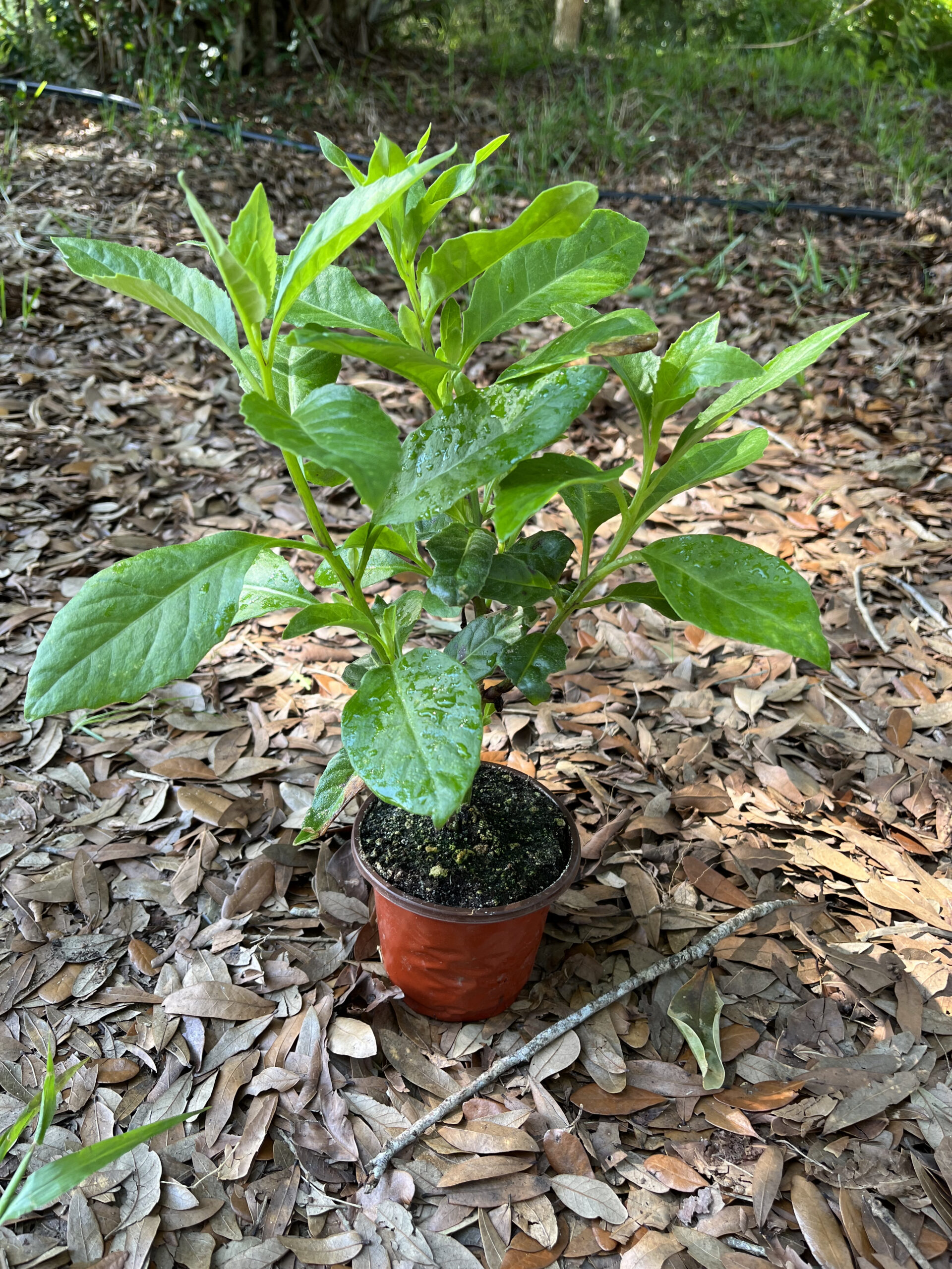 Longevity Spinach - Live Plant