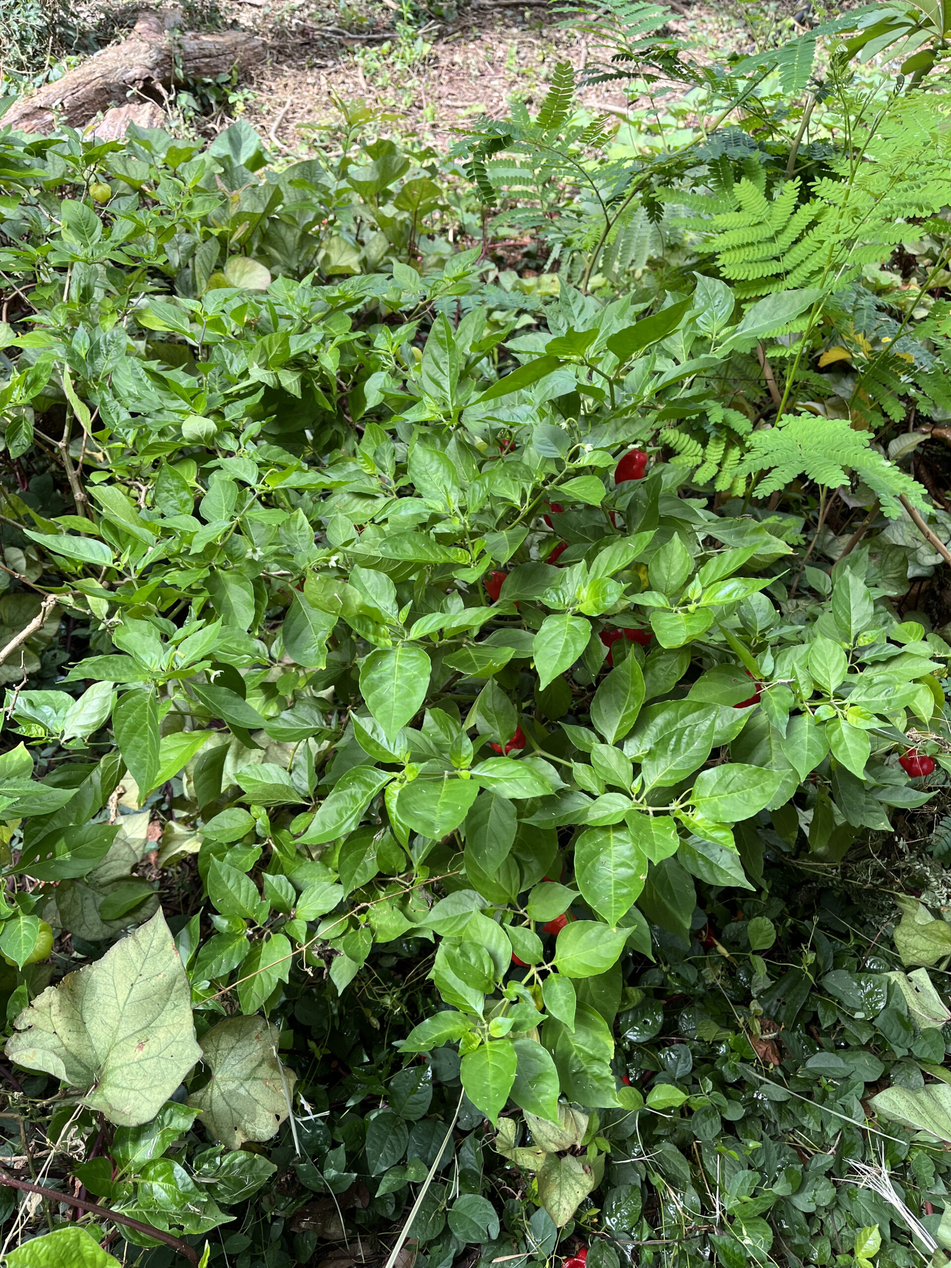 Teribe Sweet Pepper - Capsicum chinense - Image 2