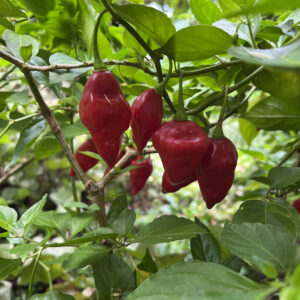 Teribe Sweet Pepper - Capsicum chinense